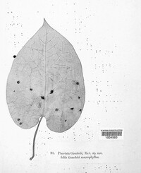 Puccinia gonolobi image